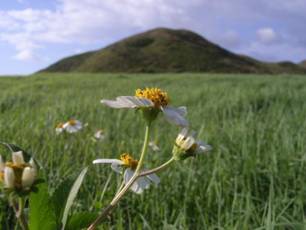 mountainFlower